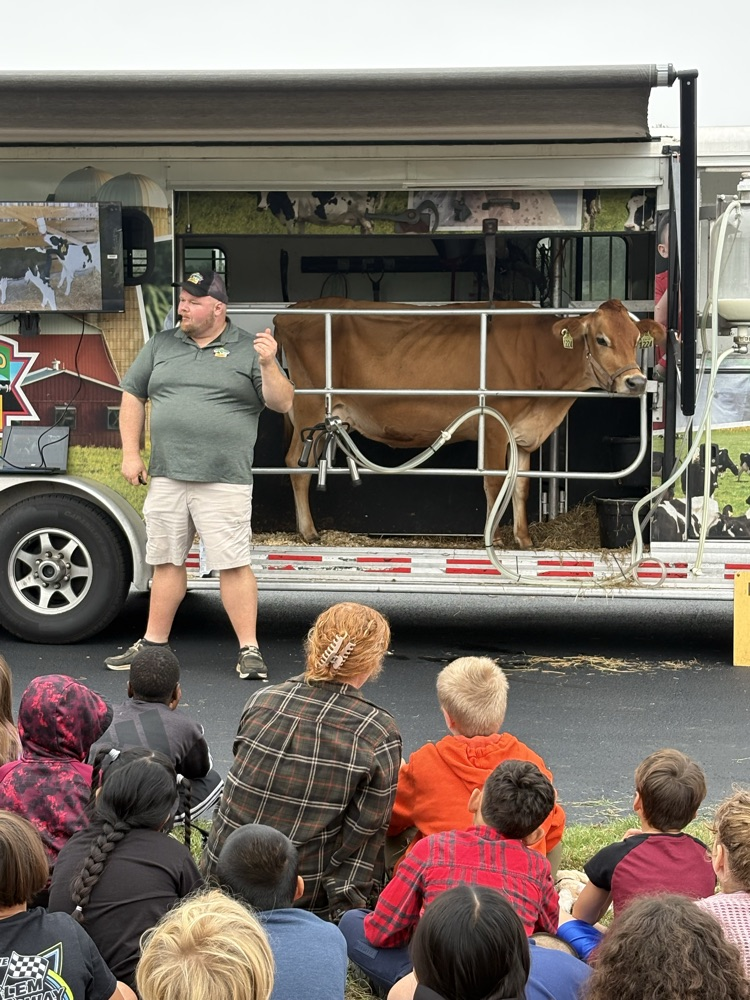 cow picture 