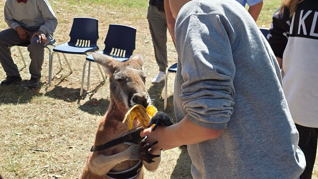 Kangaroo eating a banana 