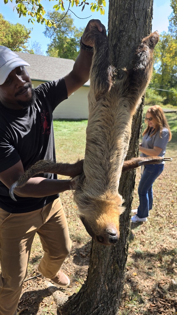 sloth hanging from a tree