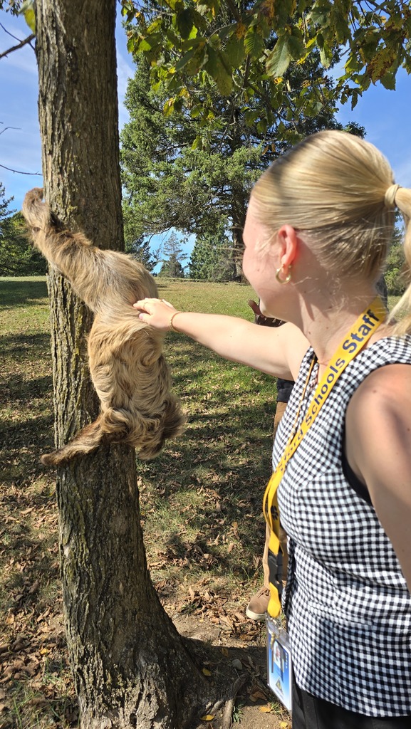 Person petting a sloth hanging from a tree