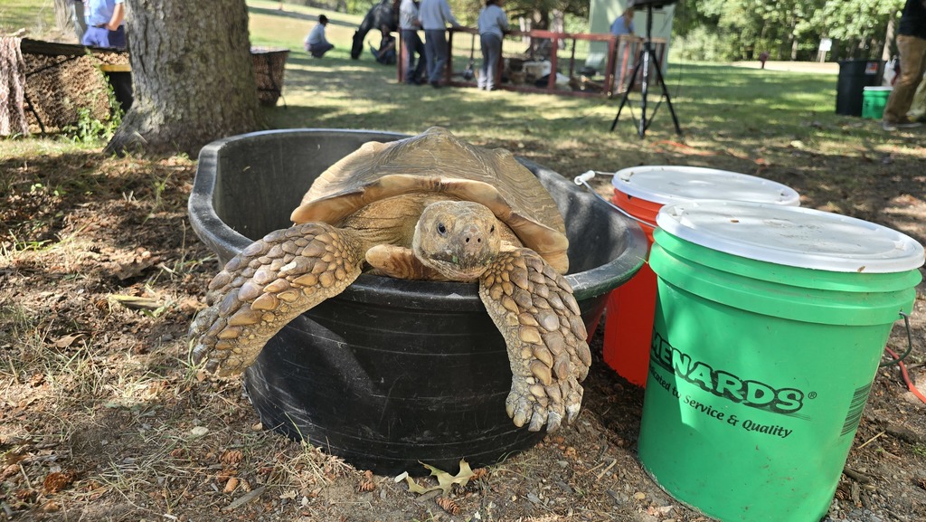 Turtle in a bucket