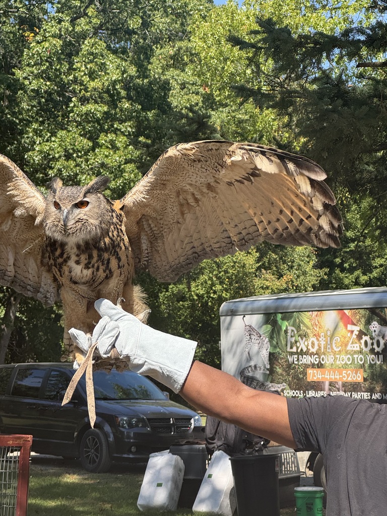 Owl flapping its wings
