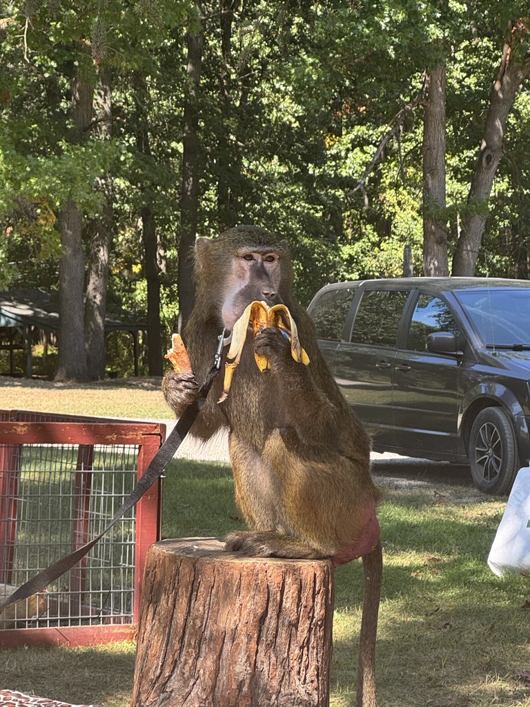 Monkey eating a banana 
