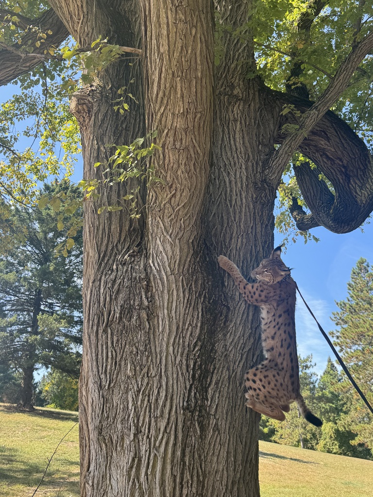 Wildcat climbing up a tree