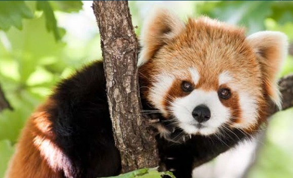 Early Education at the Zoo