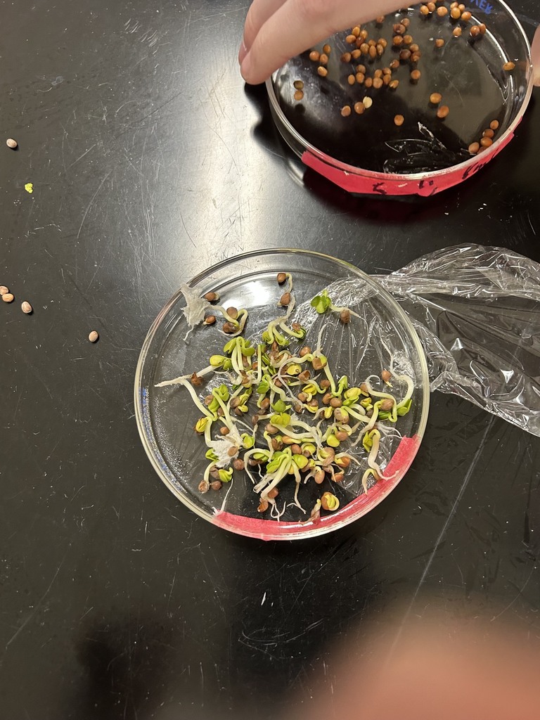 Acid Rain Lab