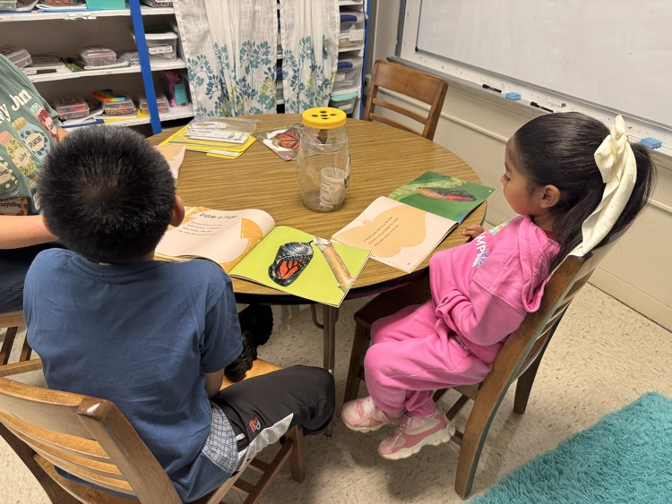 2nd graders looking at butterflies