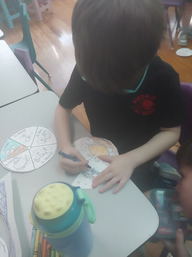 A student colors a pumpkin-themed life cycle project at a classroom table. A completed wheel showing the stages of pumpkin growth rests beside him.