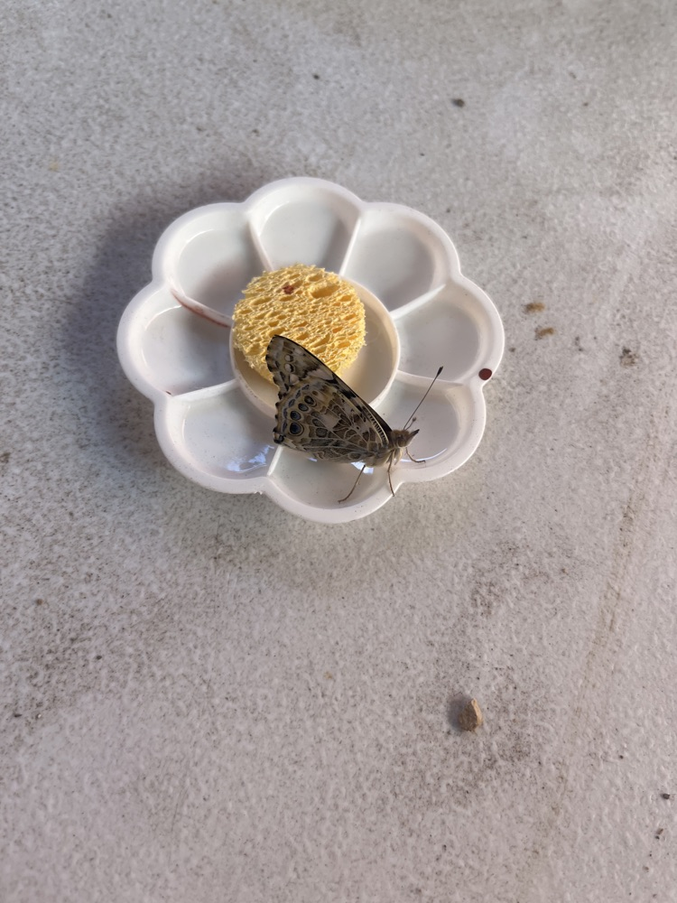 A butterfly feeds from a sponge in a flower-shaped dish.