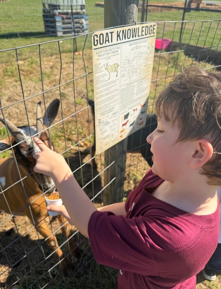 kid petting goat