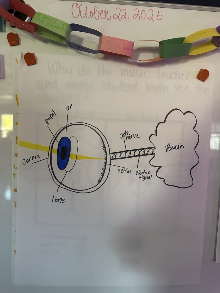 6th grade science model of the human eye