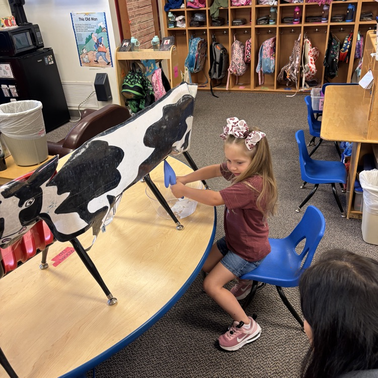 Student practices milking on a model cow in a classroom.