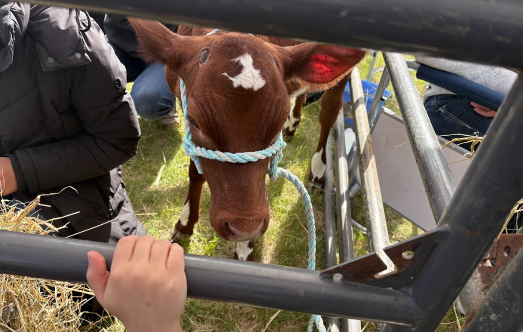 cow