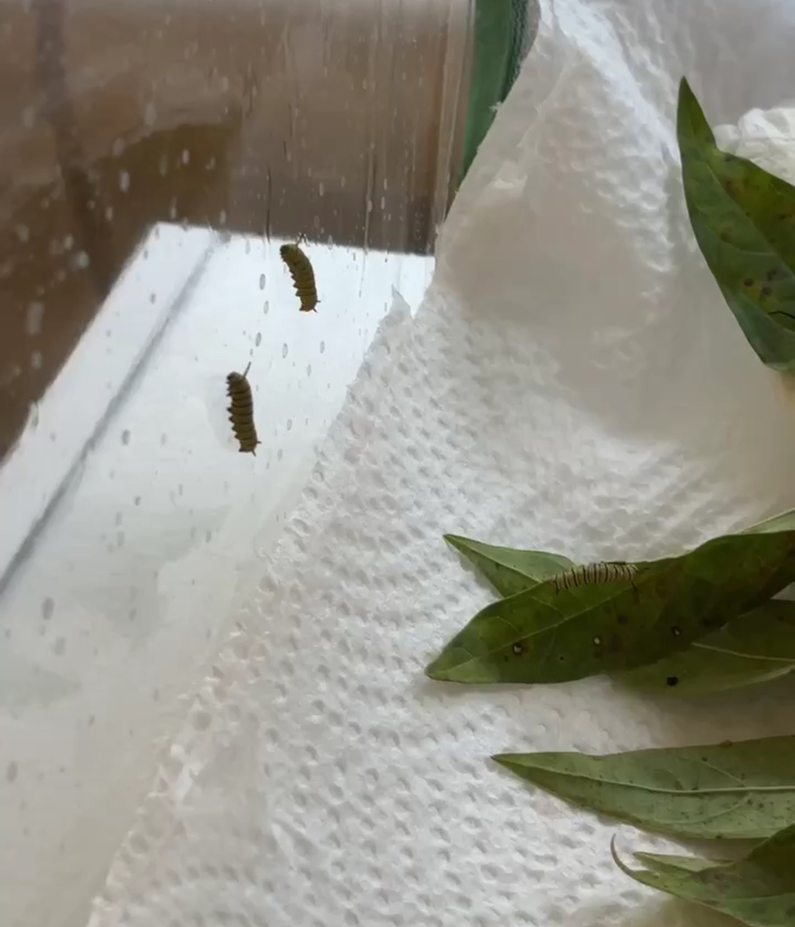 Life cycle of a butterfly