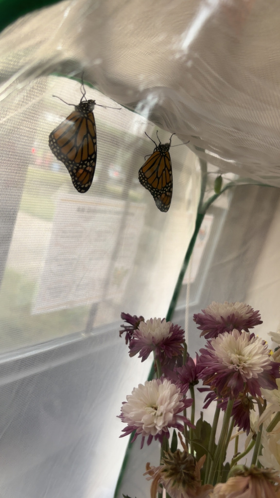 Life cycle of a butterfly