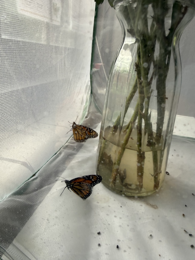 Life cycle of a butterfly