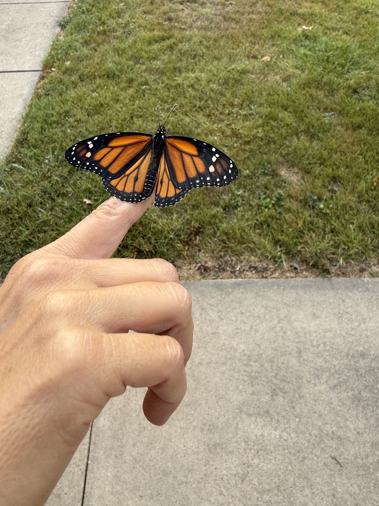 Life cycle of a butterfly, release