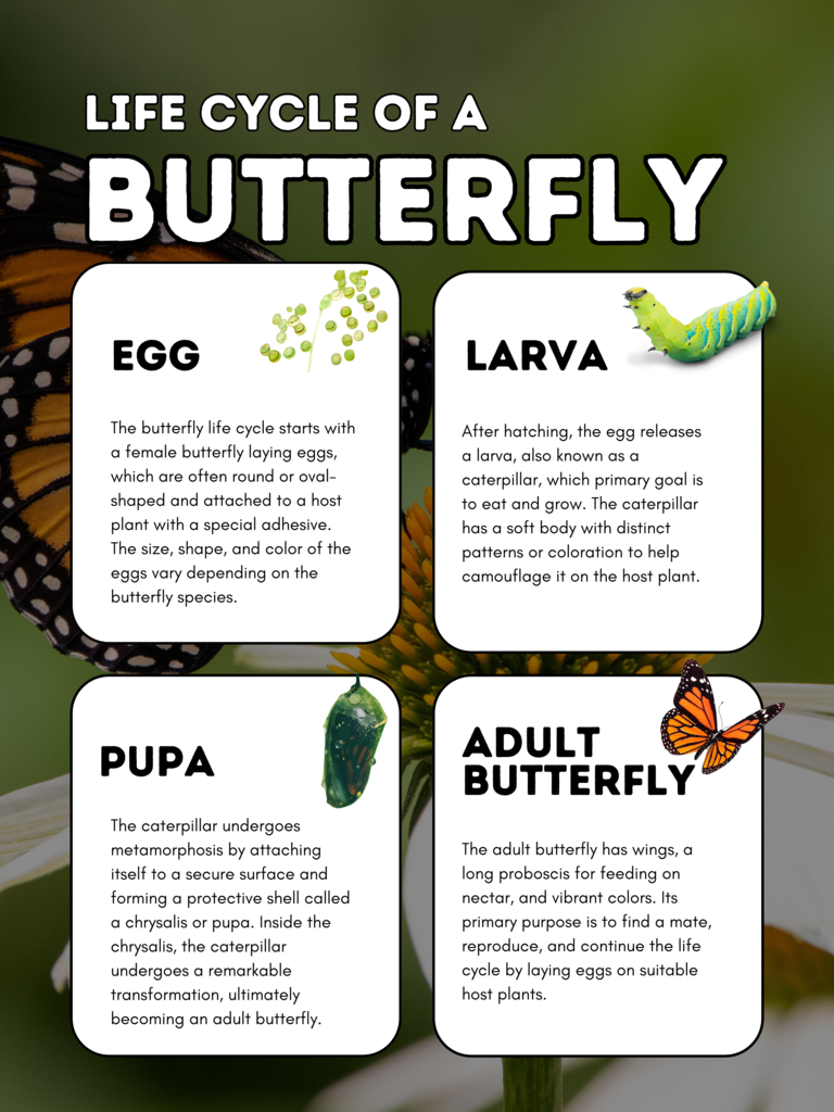 Life cycle of a butterfly