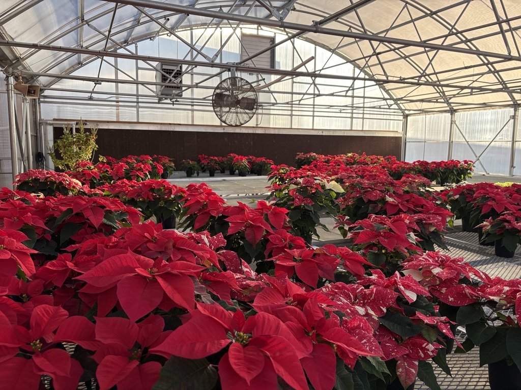 FFA Poinsettias available to order