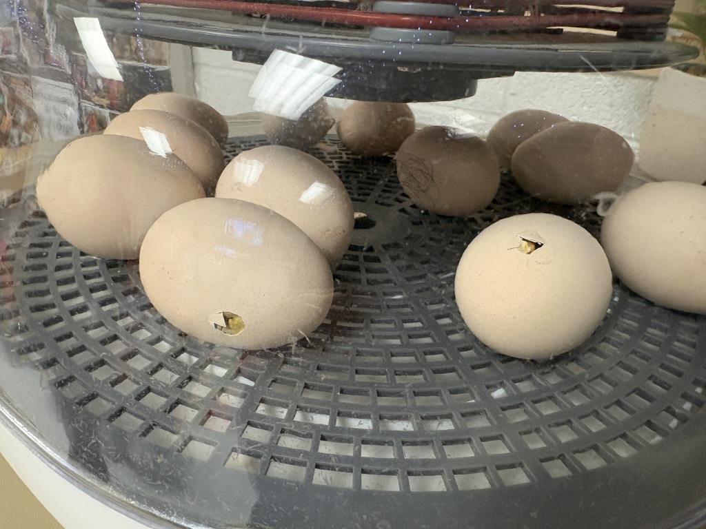 chicks hatching in incubator