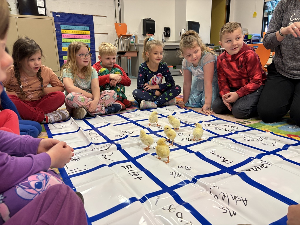 Kindergarten students observe baby chicks behavior