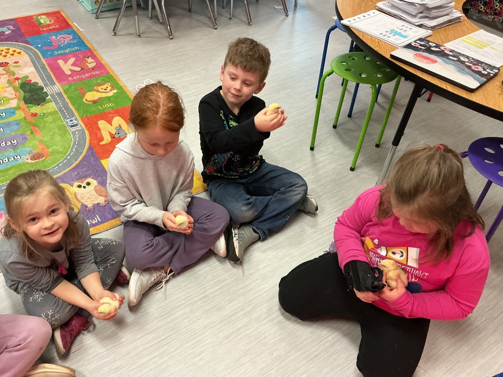 Kindergarten students enjoy holding baby chicks