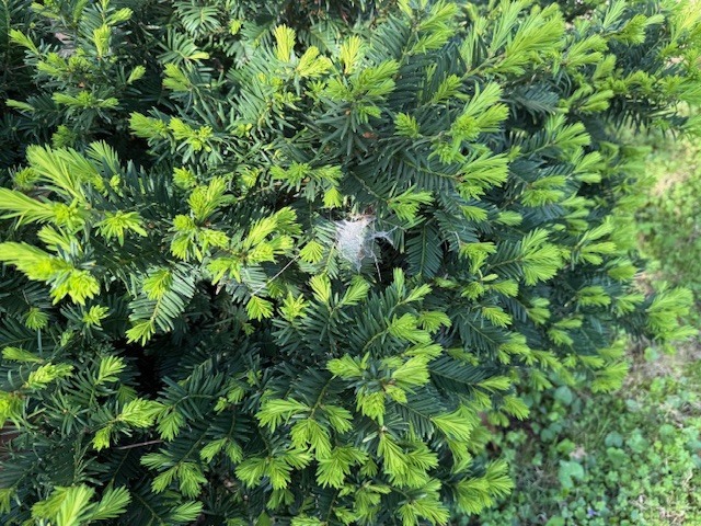 spider web in a bush that students explored 