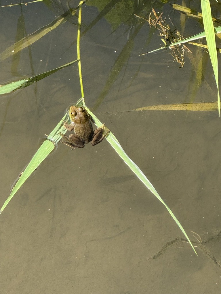 frog in creek near the middle school