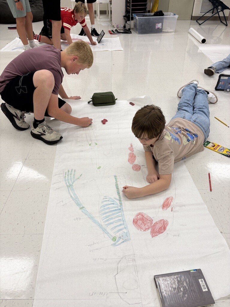 students drawing the skeletal and muscular system on large sheets of paper