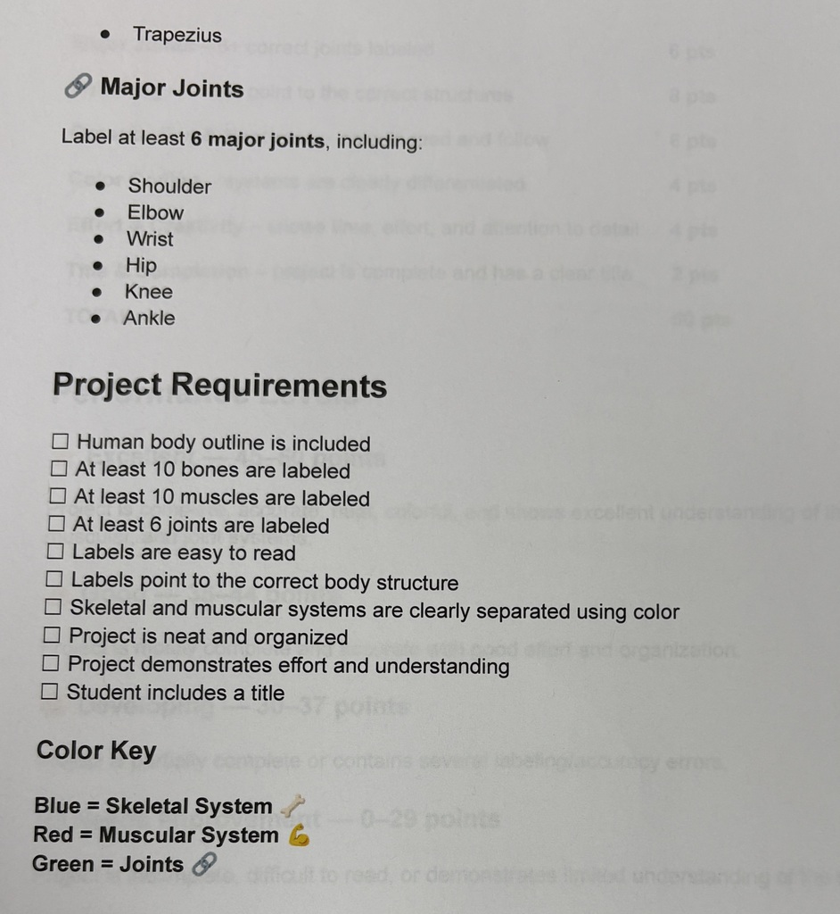 Skeletal & muscular systems project guidelines