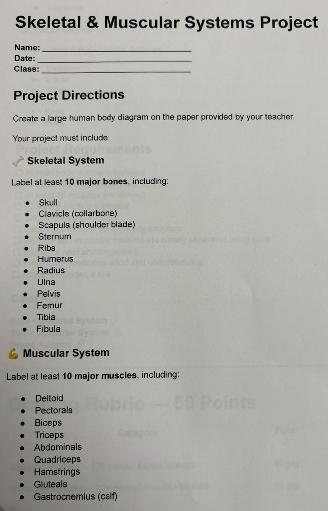 Skeletal & muscular systems project guidelines