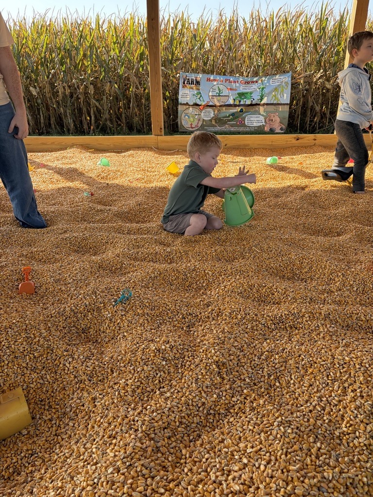 Student in corn pool at pumpkin patch
