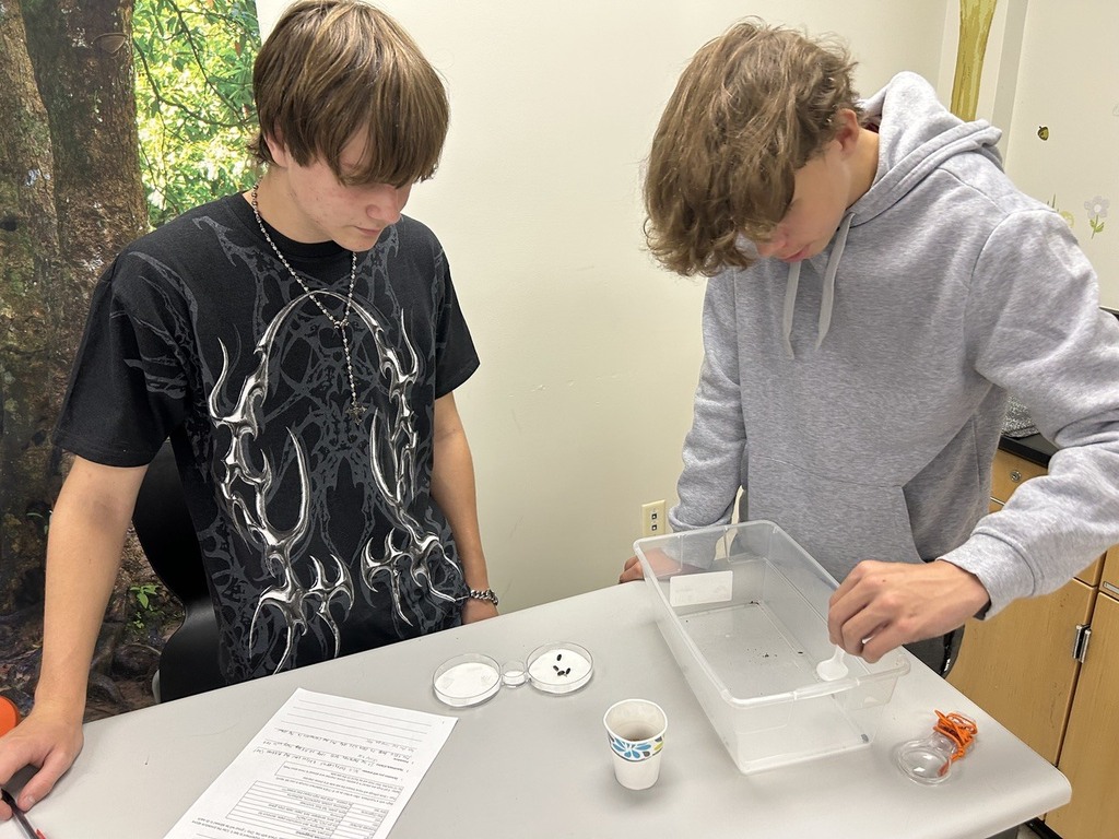 high school students observing the behavior of isopods in different environments