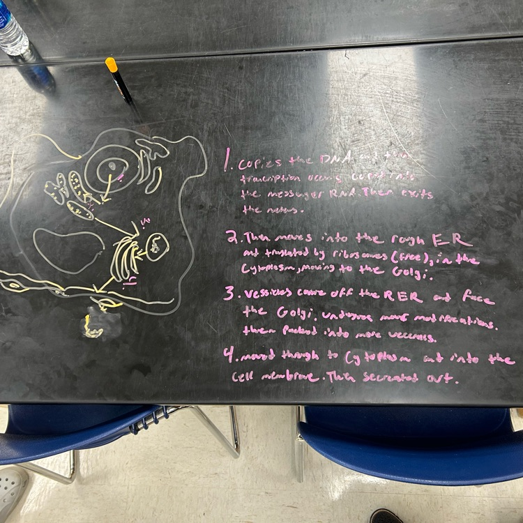 AP Bio students modeling protein synthesis.