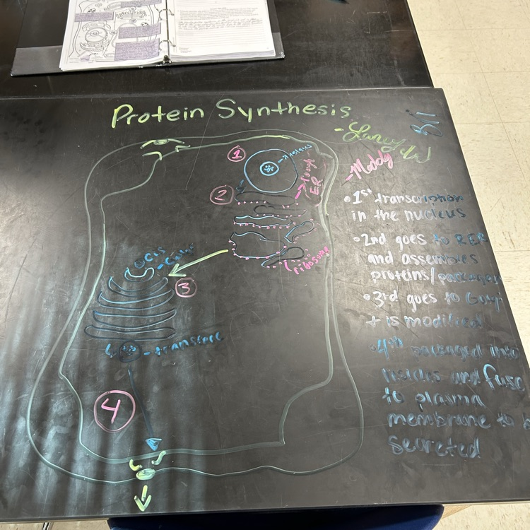 AP Bio students modeling protein synthesis.