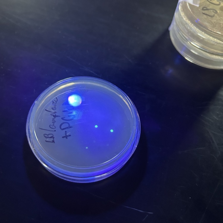 Transformed bacterial colonies glowing under UV light.