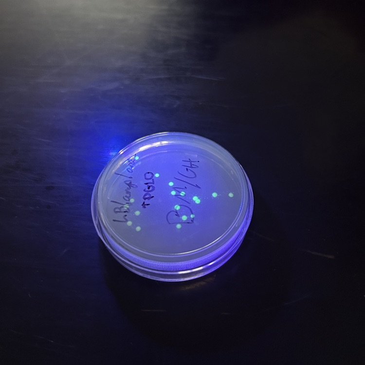 Transformed bacterial colonies glowing under UV light.
