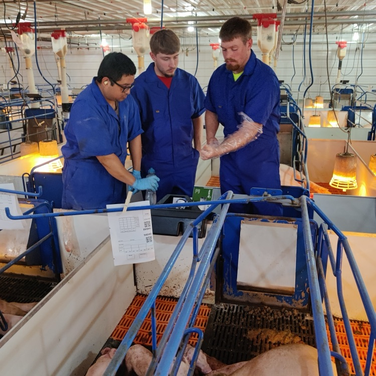 Farrowing barn