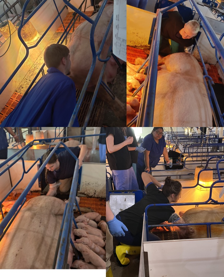 Helping pull piglets