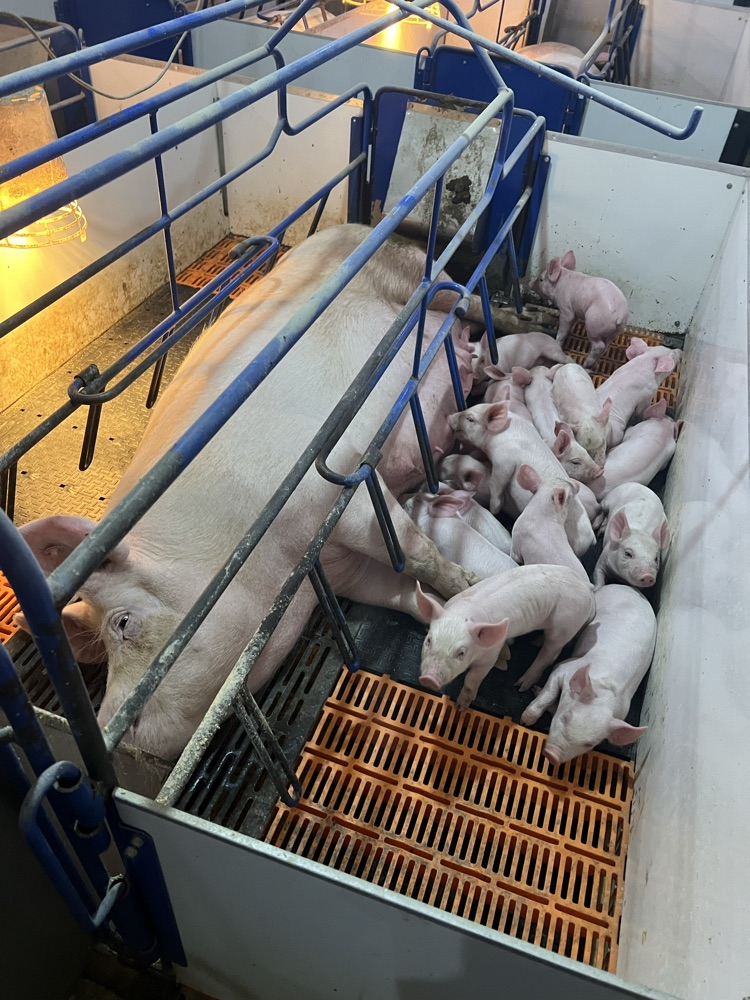 Pen layout with crates for safety of piglets