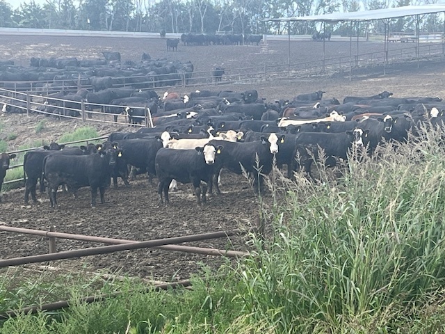 Nebraska beef at local feedlot