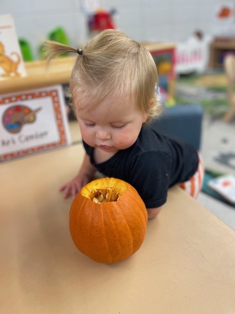 Pumpkin Exploration