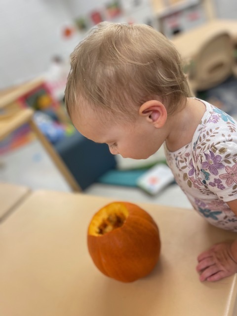 Pumpkin Exploration