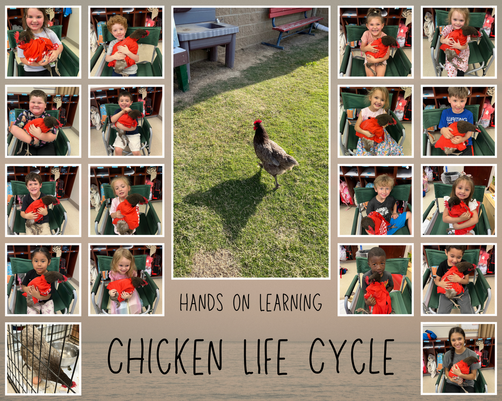Chicken Life Cycle