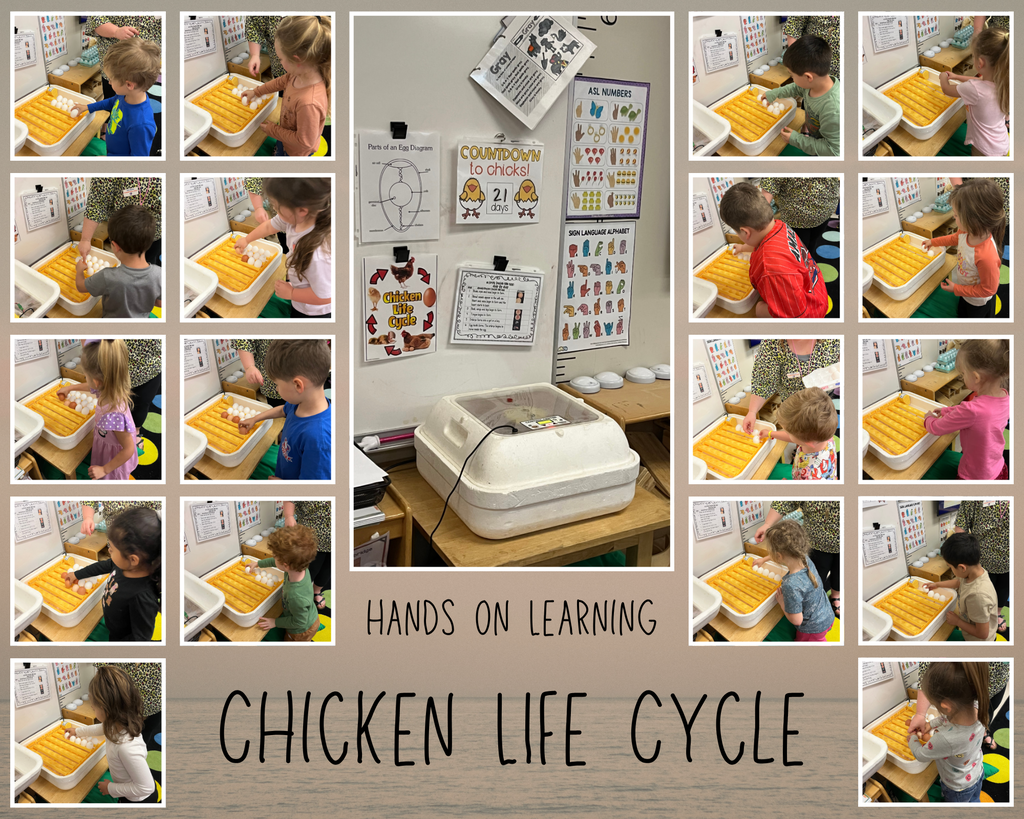 Chicken Life Cycle