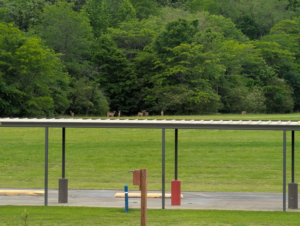 Deer