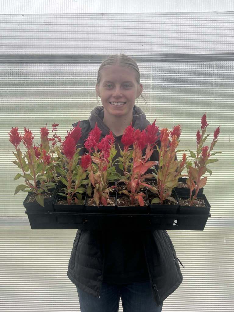 Girl Holding Red Plants
