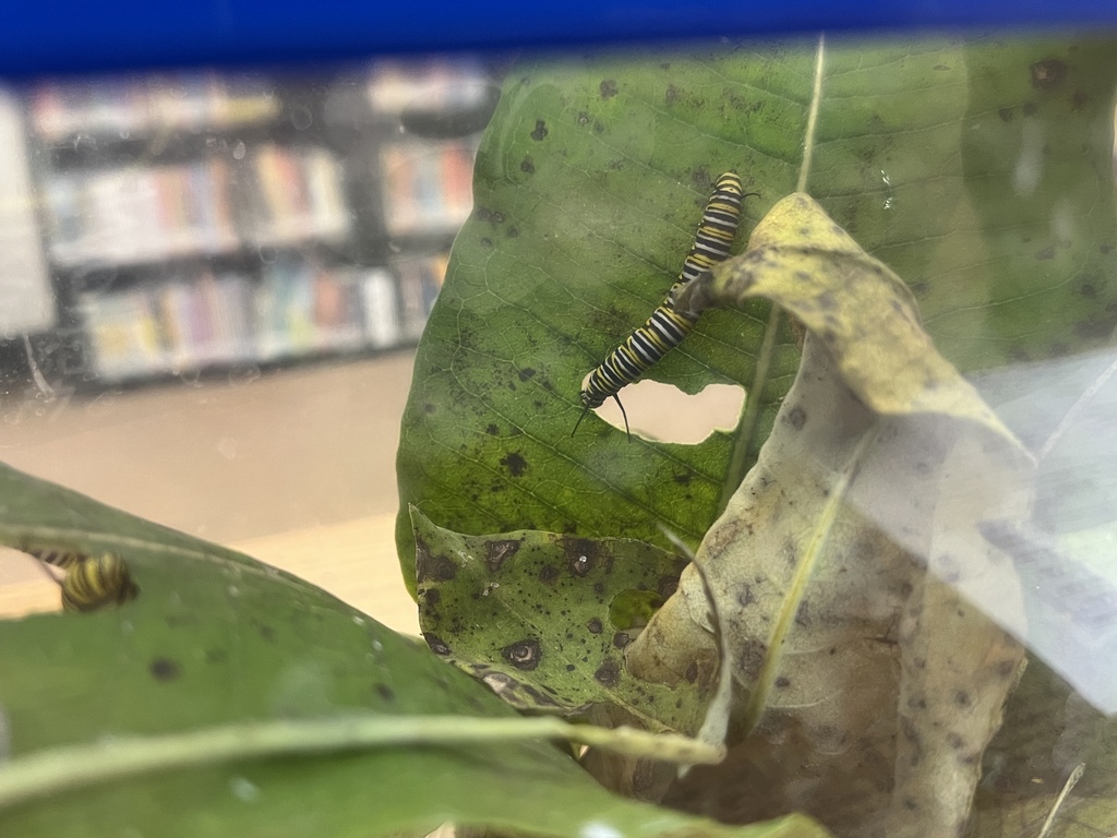Caterpillar to Butterfly