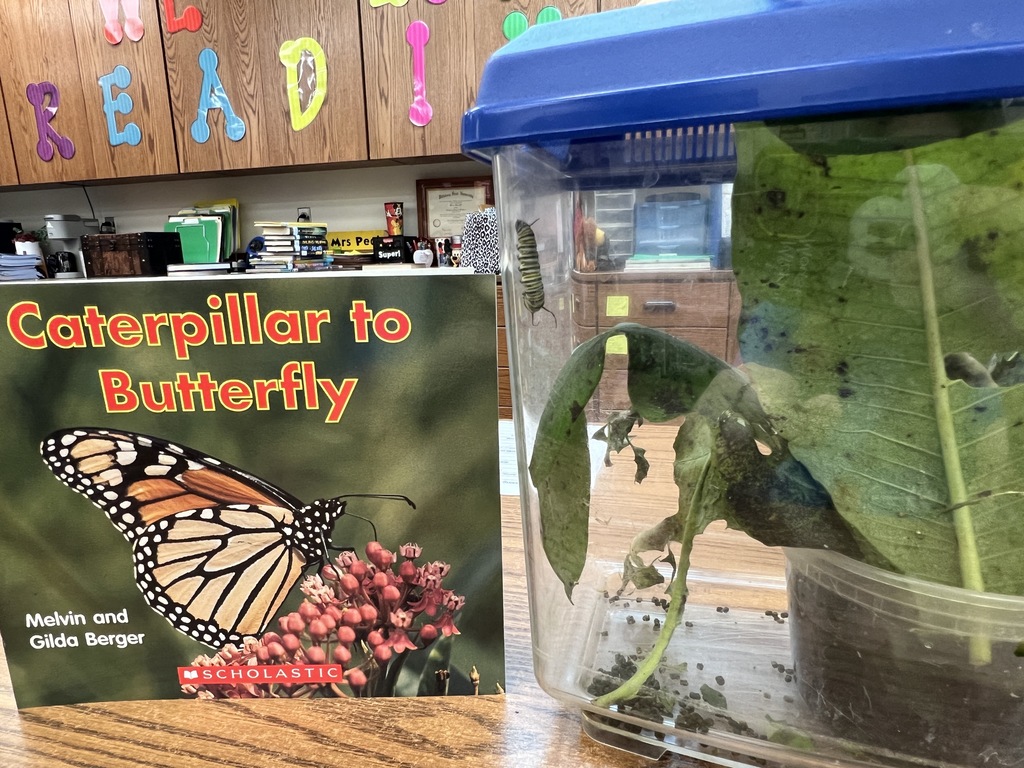 Caterpillar to Butterfly