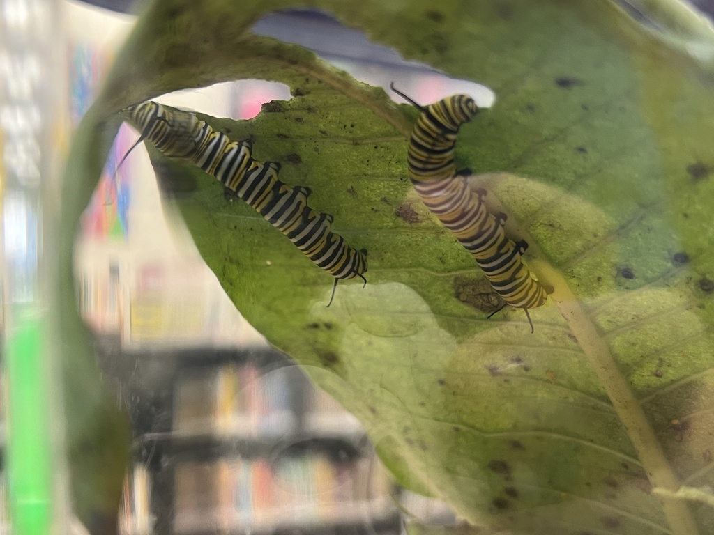 Caterpillar to Butterfly